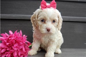 Adara - Cockapoo for sale