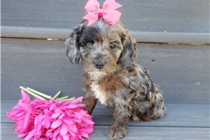 Felicity - puppy for sale