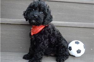 Nico - Cockapoo for sale