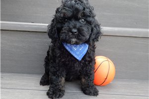 Nasir - Cockapoo for sale