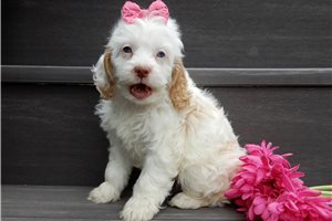 Opal - puppy for sale