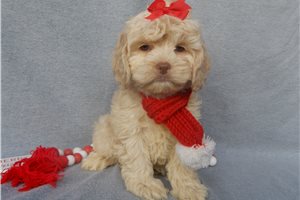 Monica - Cockapoo for sale