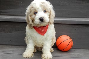 Miller - Cockapoo for sale