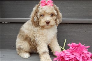 Emma - puppy for sale