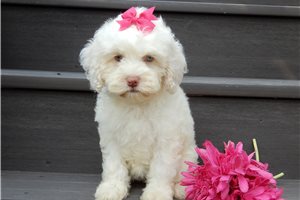 Erica - Cockapoo for sale