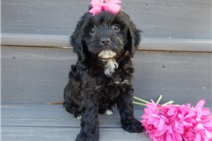 Fern - puppy for sale