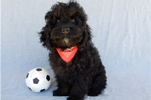 Nasir - Cockapoo for sale