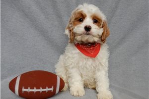 Porter - Cockapoo for sale