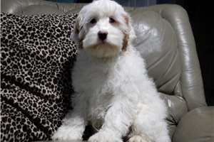 Prescott - Cockapoo for sale