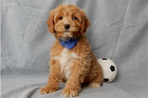 Murphy - Cockapoo for sale