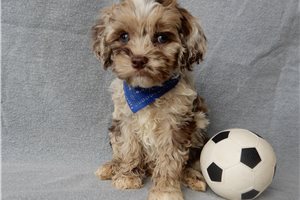 Malachi - Cockapoo for sale
