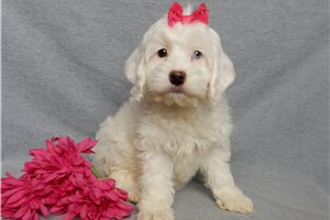 Pixie - Cockapoo for sale