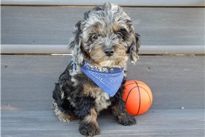 Francis - Cockapoo for sale