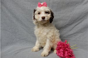 Gingerbread - puppy for sale