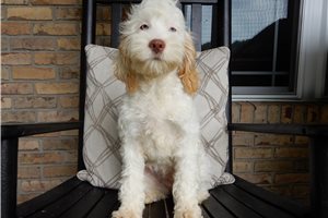 Opal - Cockapoo for sale