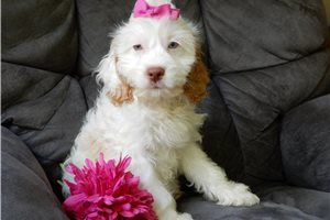 Opal - Cockapoo for sale