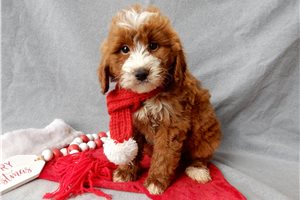 Luis - Goldendoodle, Mini for sale