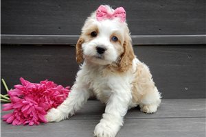 Ophelia - puppy for sale