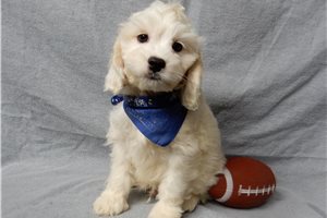 Snowflake - Cockapoo for sale