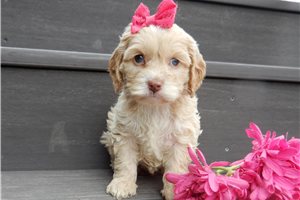 Adda - Cockapoo for sale