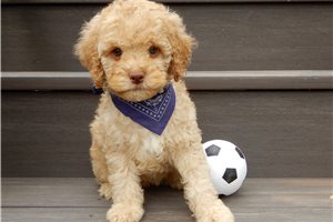 Ericson - Cockapoo for sale