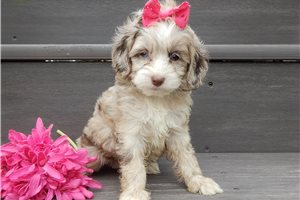 Eudora - Cockapoo for sale