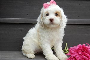 Octavia - Cockapoo for sale
