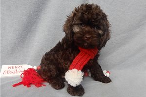 Matthew - Cockapoo for sale