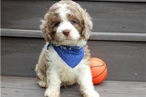 Milo - Cockapoo for sale