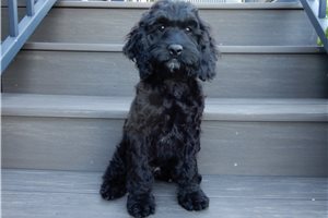 Nico - Cockapoo for sale