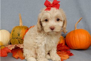 Jada - puppy for sale