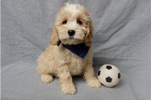 North - Cockapoo for sale
