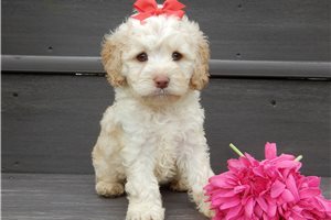 Etta - Cockapoo for sale