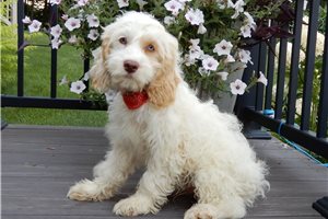 Owen - puppy for sale