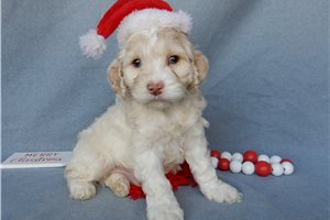 Nole - puppy for sale