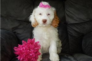 Opal - Cockapoo for sale