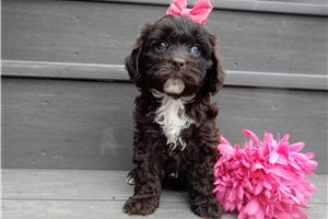 Addison - Cockapoo for sale