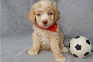 Micah - Cockapoo for sale