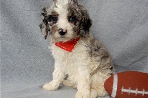 Miles - Cockapoo for sale