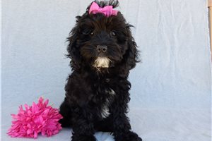 Nevaeh - Cockapoo for sale
