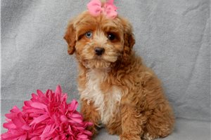 Muriel - Cockapoo for sale