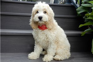 Miller - Cockapoo for sale