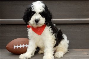 Ethan - puppy for sale