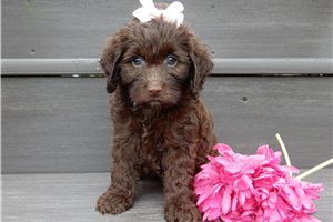 Estelle - puppy for sale