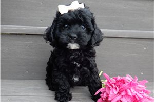 Nevaeh - Cockapoo for sale