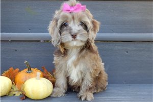 Ester - Cockapoo for sale