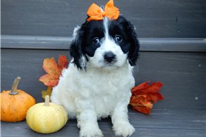 Ivanka - Cockapoo for sale