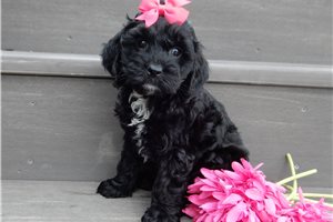 Natalie - puppy for sale