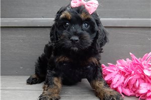 Nova - puppy for sale
