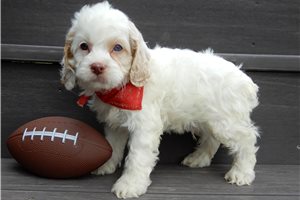 Owen - Cockapoo for sale